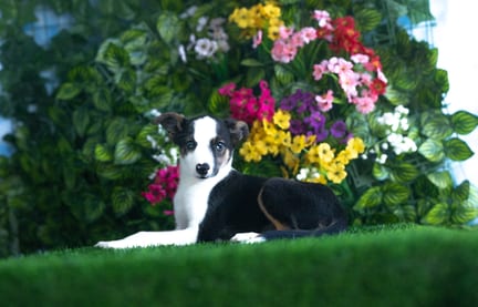 Border Collie puppy named Seven