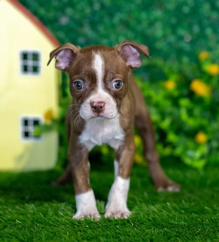 Boston Terrier puppy named Bolt
