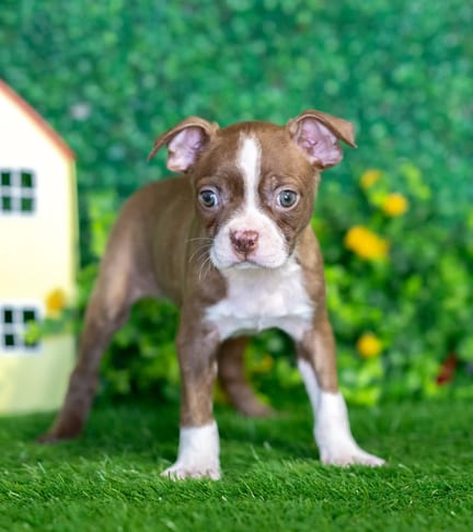 Boston Terrier puppy named Bolt