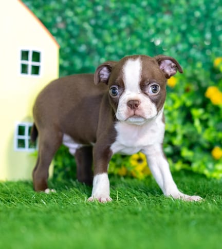 Boston Terrier puppy named Nelson