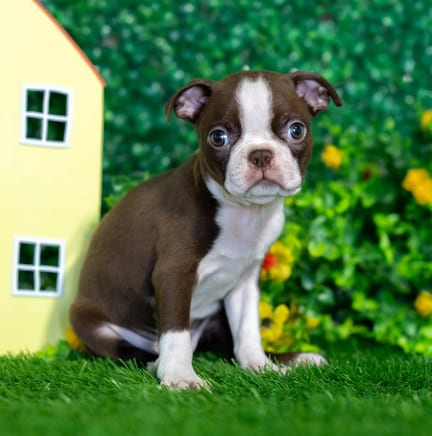 Boston Terrier puppy named Nelson