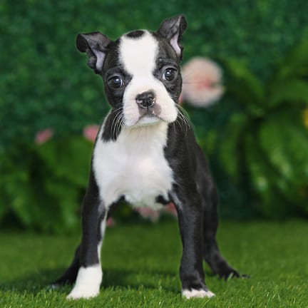 Boston Terrier puppy named Gia