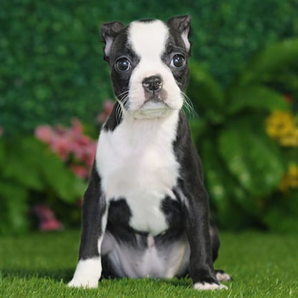Boston Terrier puppy named Gia