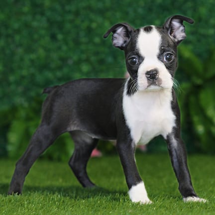 Boston Terrier puppy named Gia