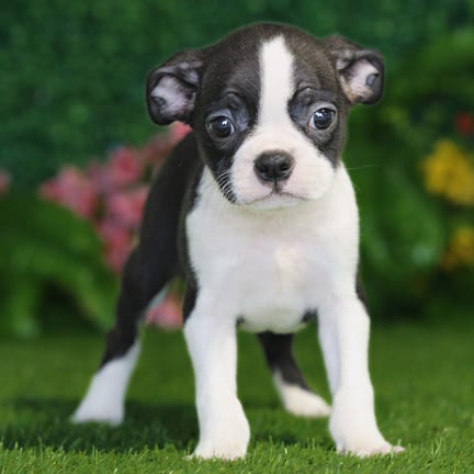 Boston Terrier puppy named Vaughn