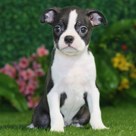 Boston Terrier puppy named Vaughn