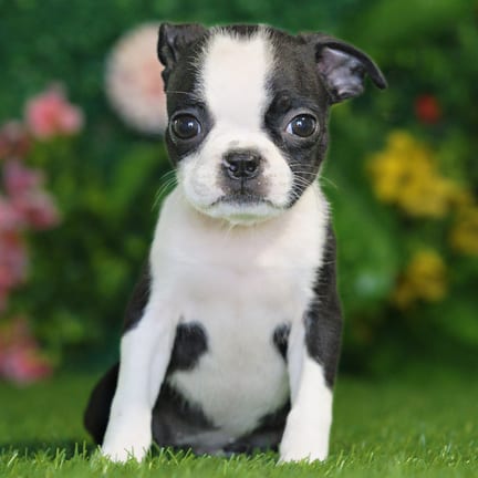 Boston Terrier puppy named Laika