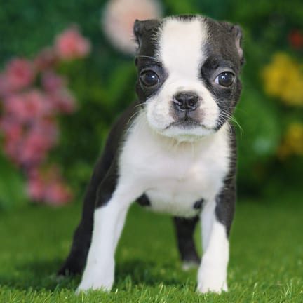 Boston Terrier puppy named Laika