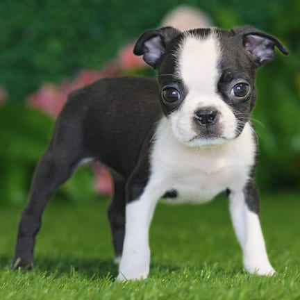 Boston Terrier puppy named Laika