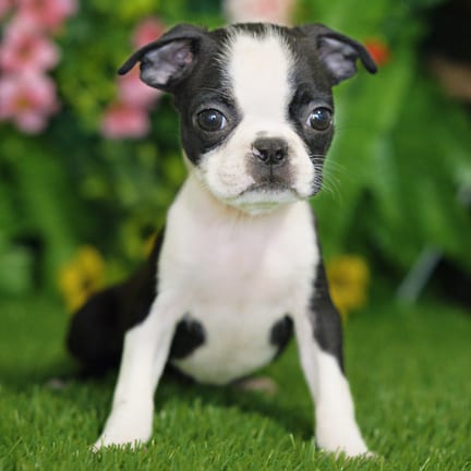 Boston Terrier puppy named Laika
