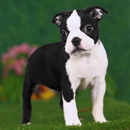 Boston Terrier puppy named Mercer