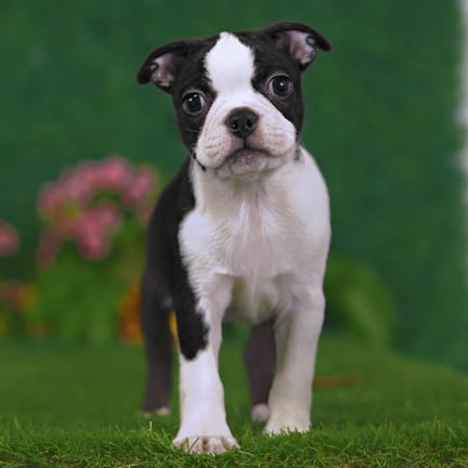 Boston Terrier puppy named Mercer