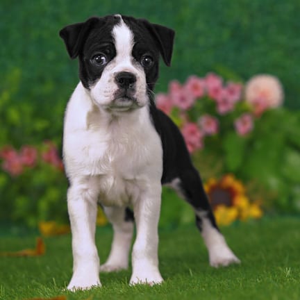 Boston Terrier puppy named Tiller