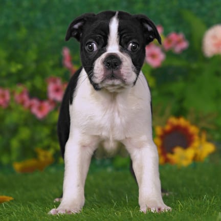 Boston Terrier puppy named Darby