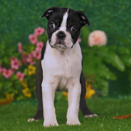 Boston Terrier puppy named Darby