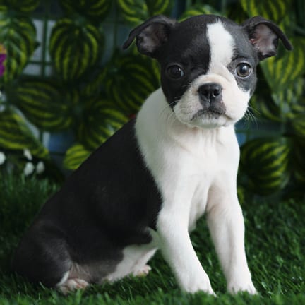 Boston Terrier puppy named Onyx