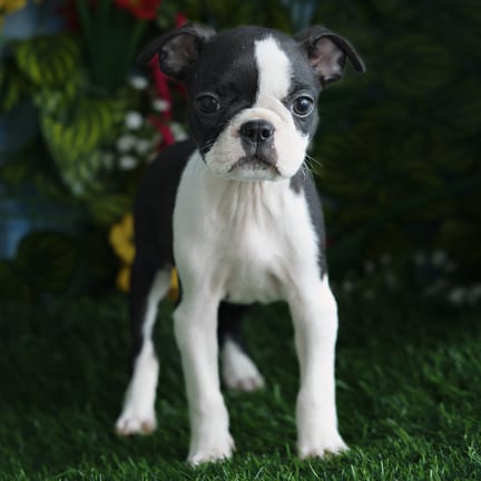 Boston Terrier puppy named Onyx