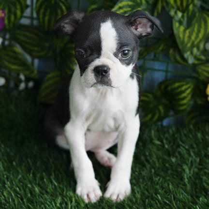 Boston Terrier puppy named Onyx