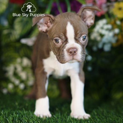 Boston Terrier puppy named Pablo