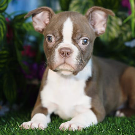 Boston Terrier puppy named Pablo