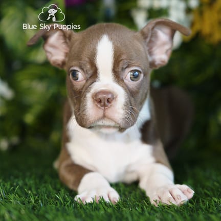 Boston Terrier puppy named Pablo