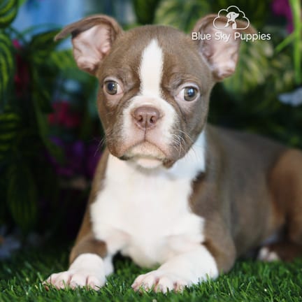 Boston Terrier puppy named Pablo
