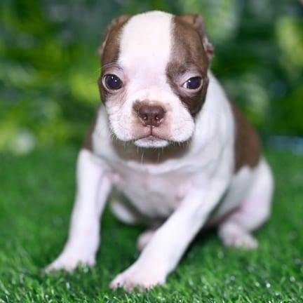 Boston Terrier puppy named Cornelius