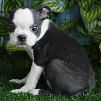 Boston Terrier puppy named Angel