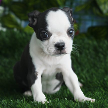 Boston Terrier puppy named Angel