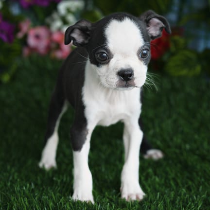 Boston Terrier puppy named Angel