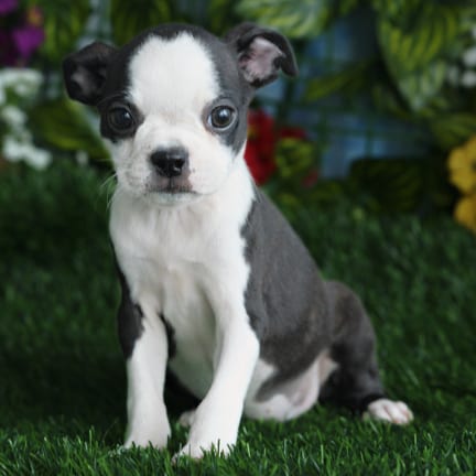 Boston Terrier puppy named Angel