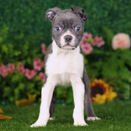 Boston Terrier puppy named Zuko