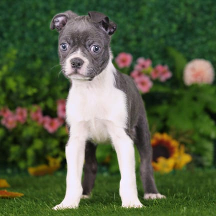 Boston Terrier puppy named Zuko