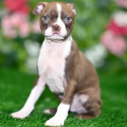 Boston Terrier puppy named Wilma