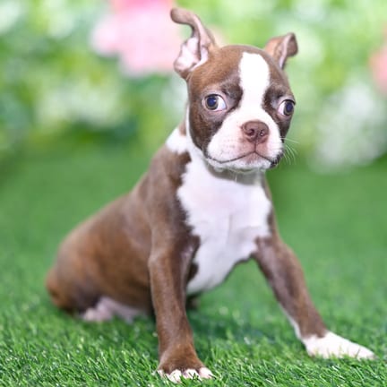 Boston Terrier puppy named Ernest