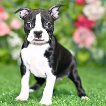 Boston Terrier puppy named Callie
