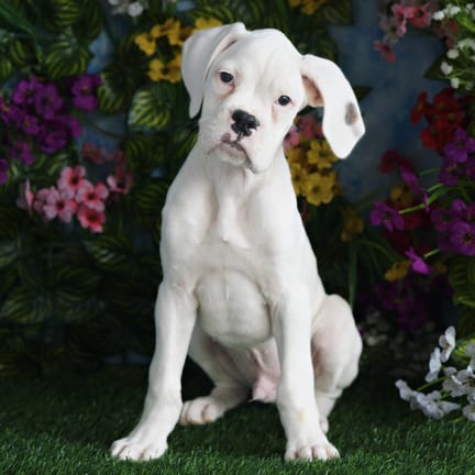Boxer puppy named Kane
