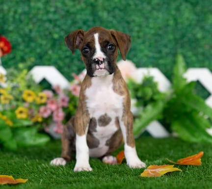 Boxer puppy named London