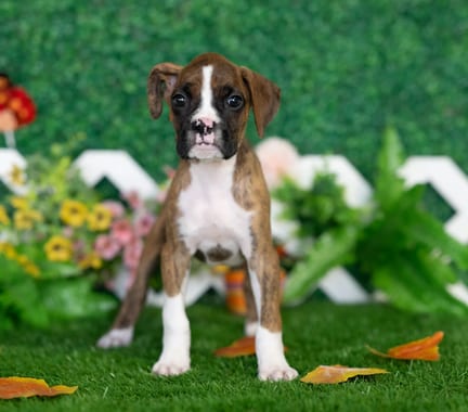 Boxer puppy named London