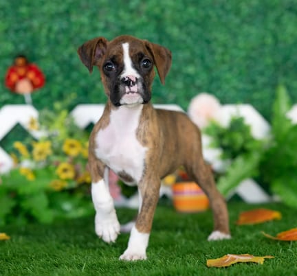 Boxer puppy named London
