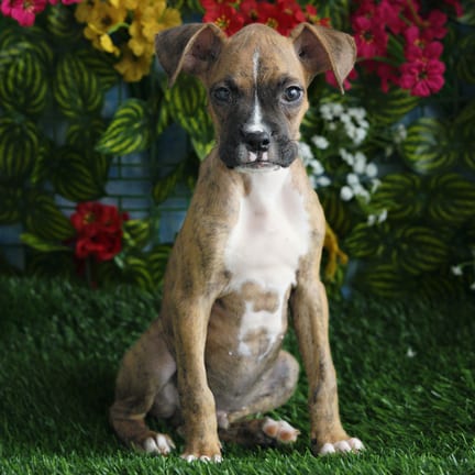 Boxer puppy named Hyatt