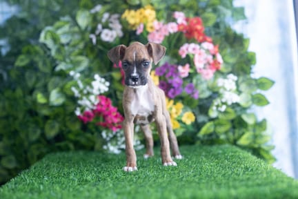 Boxer puppy named Hyatt