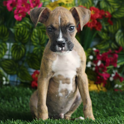 Boxer puppy named Hyatt