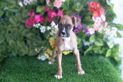 Boxer puppy named Hyatt