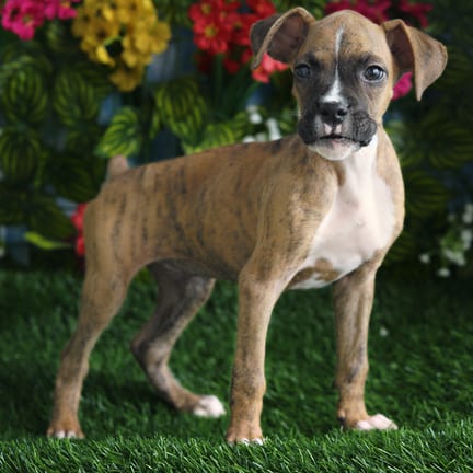 Boxer puppy named Hyatt