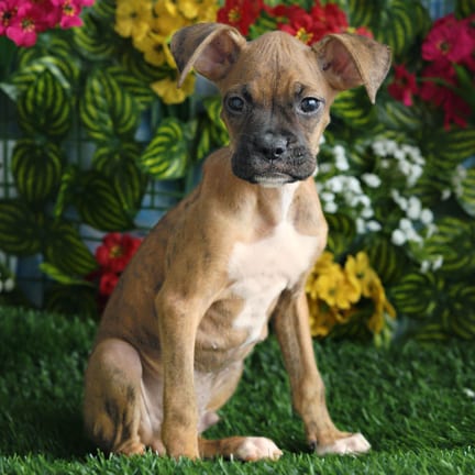 Boxer puppy named Lane