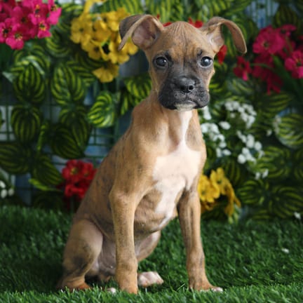 Boxer puppy named Lane
