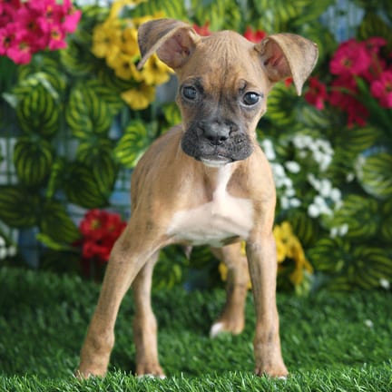 Boxer puppy named Lane