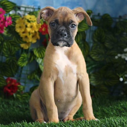 Boxer puppy named Charlotte