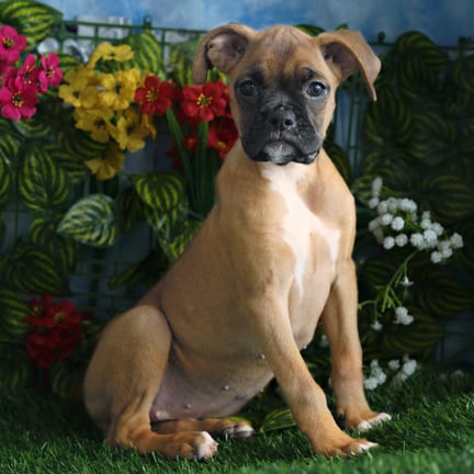 Boxer puppy named Charlotte